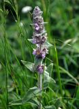 Stachys balansae. Верхушка побега с соцветием. Адыгея, Фишт-Оштеновский массив, перевал Армянский, ≈ 1800 м н.у.м., субальпийский луг. 04.07.2017.