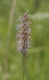 Image of taxon representative. Author is Игорь Павлов