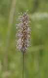 Phleum pratense