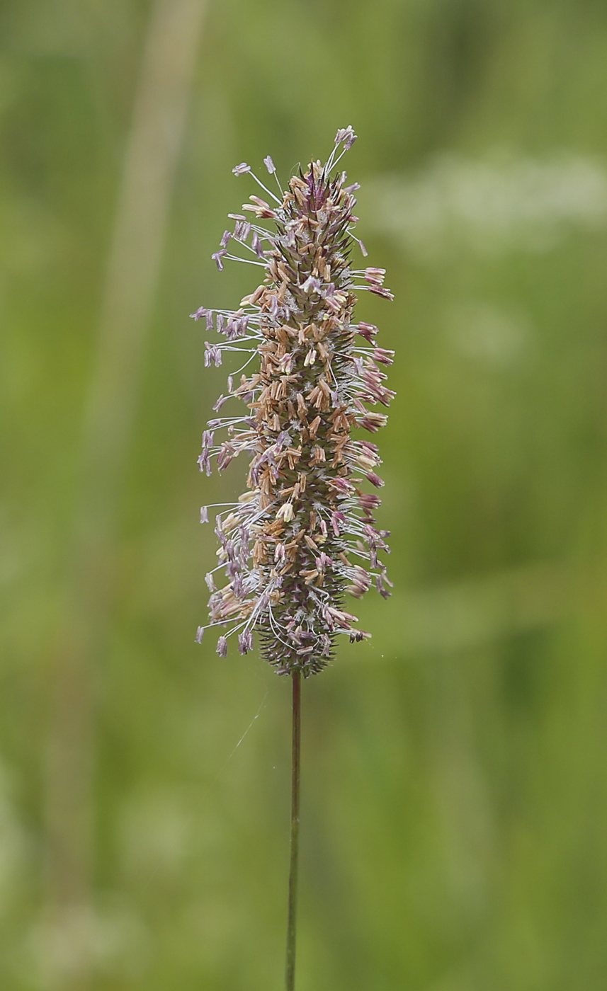 Image of Phleum pratense specimen.