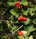 Crataegus submollis