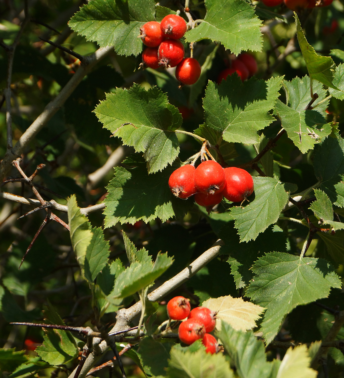 Image of Crataegus submollis specimen.
