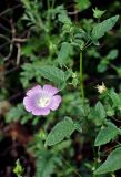 Malva punctata. Верхушка цветущего растения. Абхазия, Гудаутский р-н, Новый Афон, у дороги. 18.07.2017.