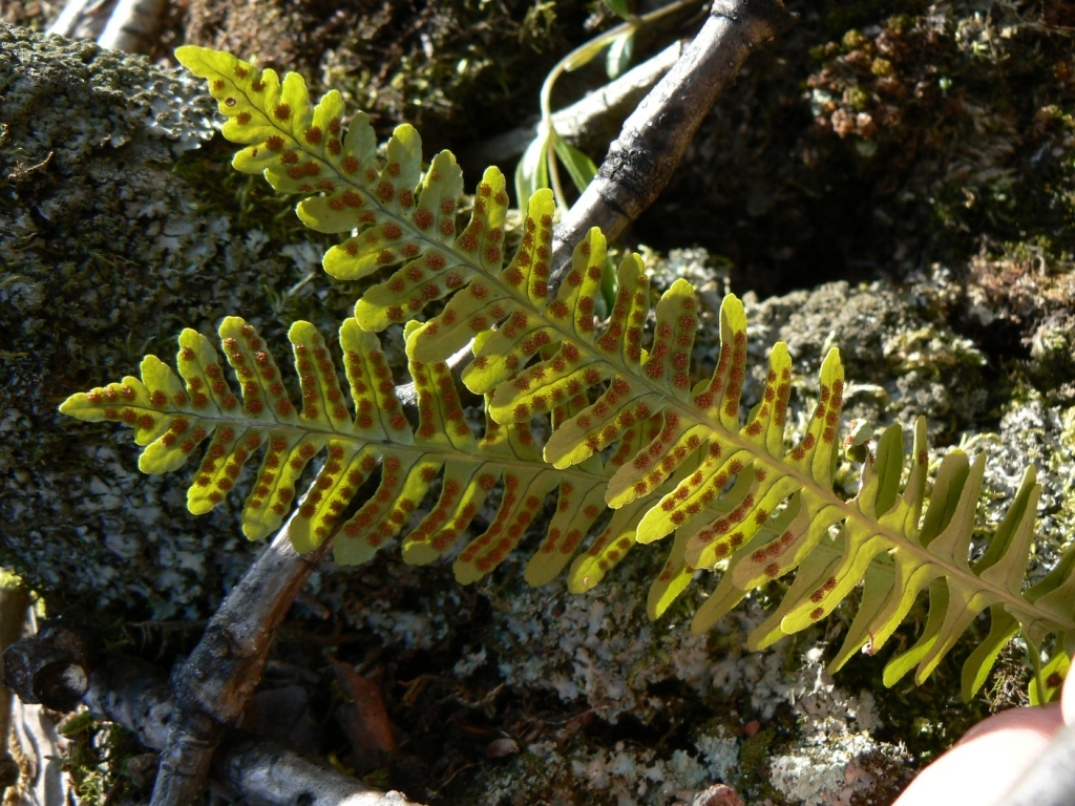 Image of Polypodium sibiricum specimen.