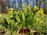 Primula macrocalyx