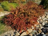 Berberis thunbergii