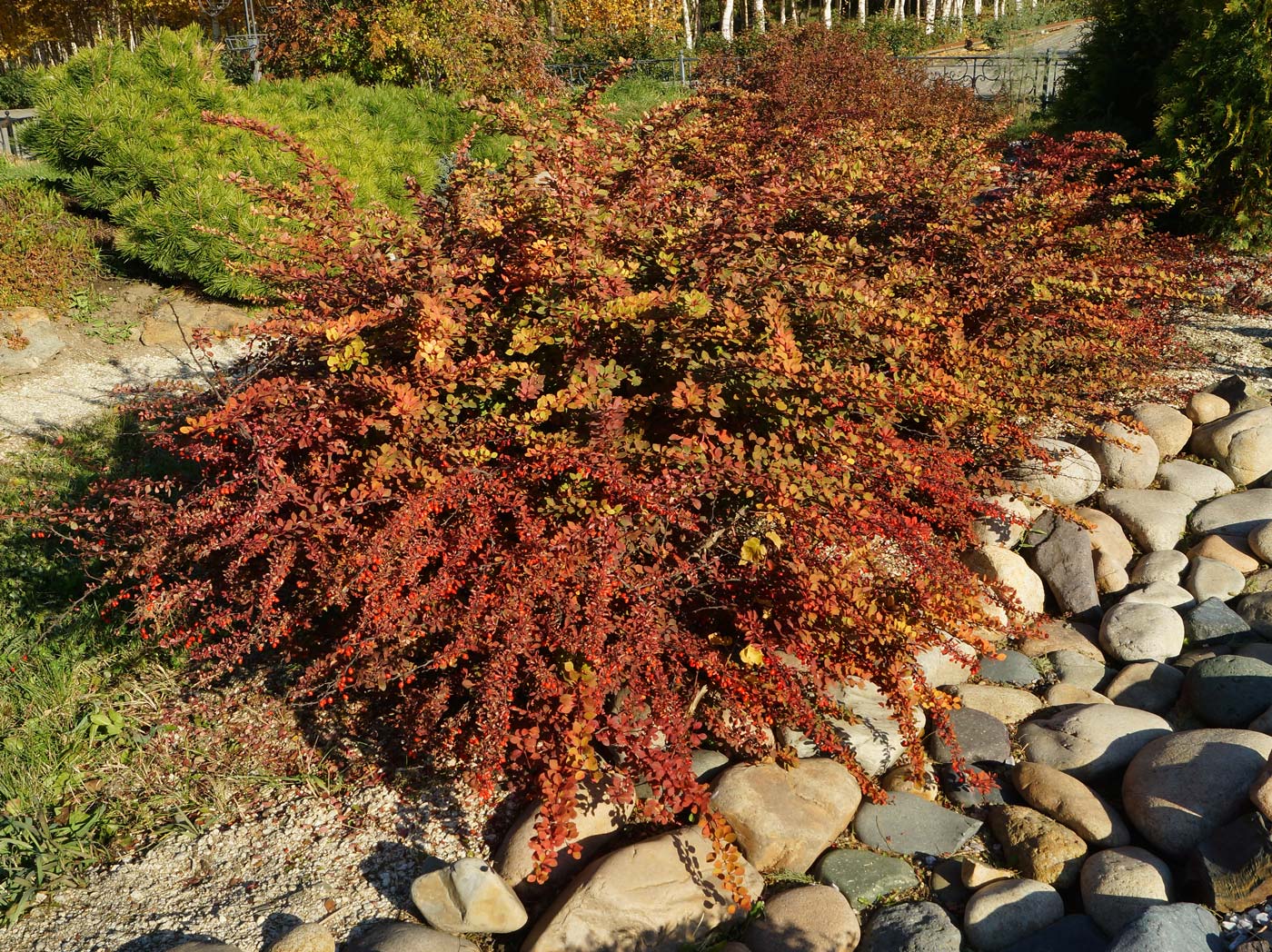 Изображение особи Berberis thunbergii.