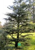 Cedrus libani