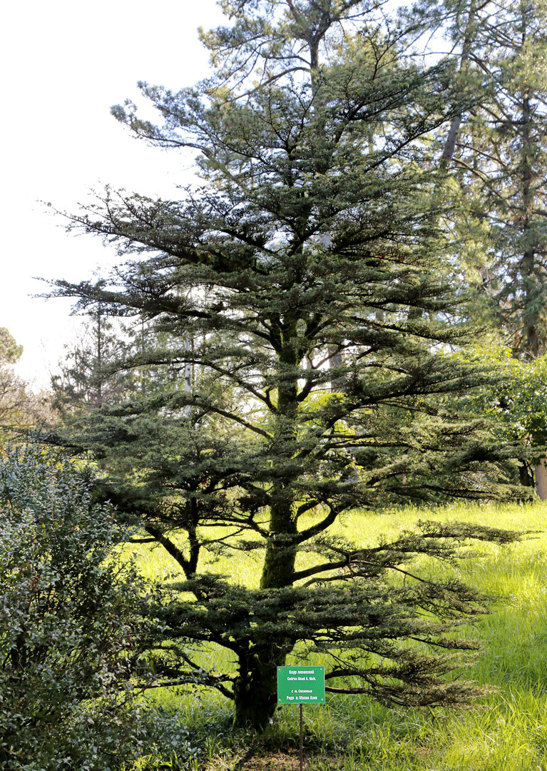 Image of Cedrus libani specimen.