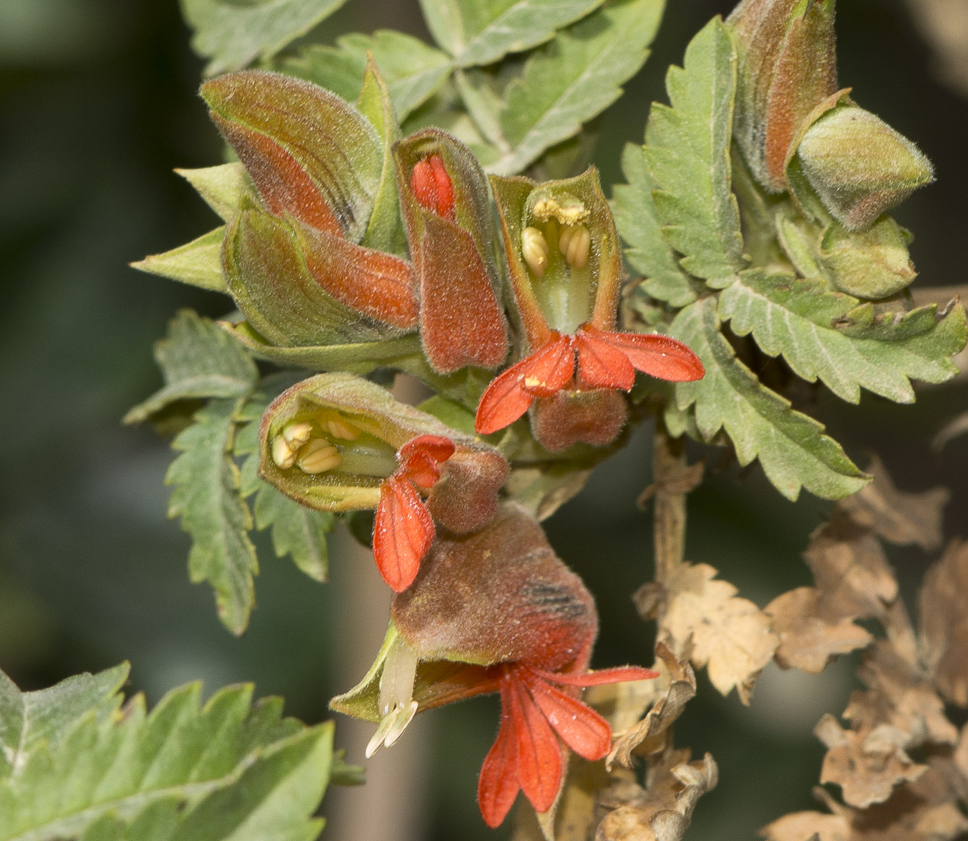 Изображение особи Melianthus comosus.