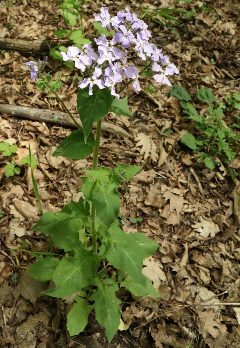 Изображение особи Hesperis steveniana.