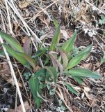 Bupleurum longiradiatum