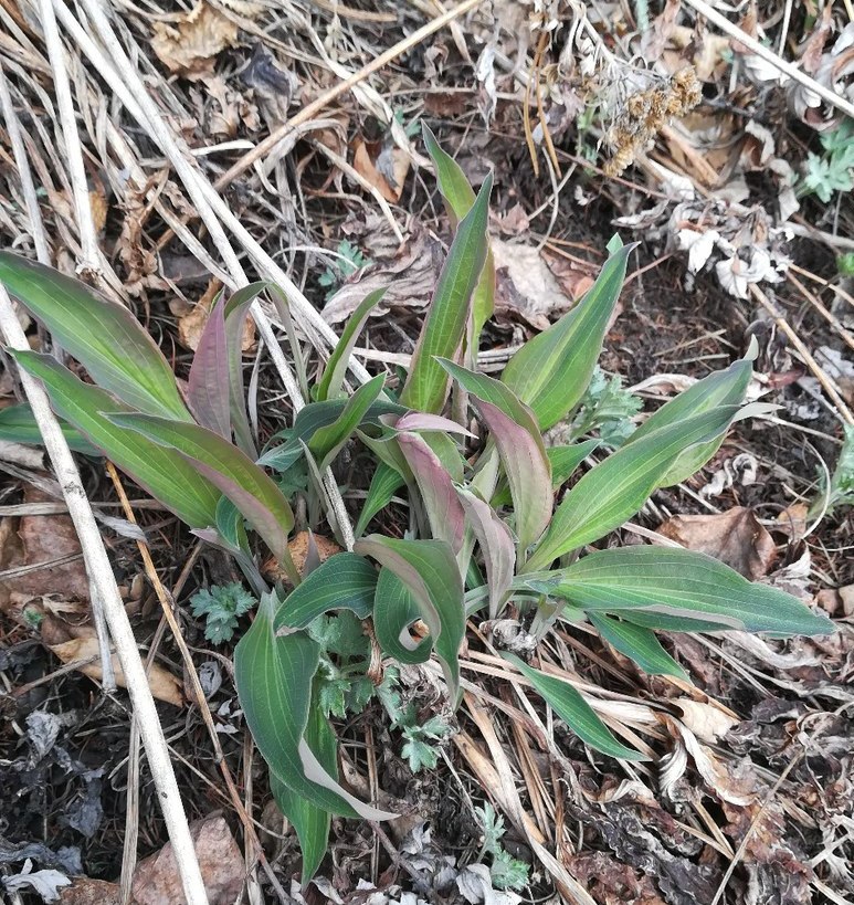 Изображение особи Bupleurum longiradiatum.