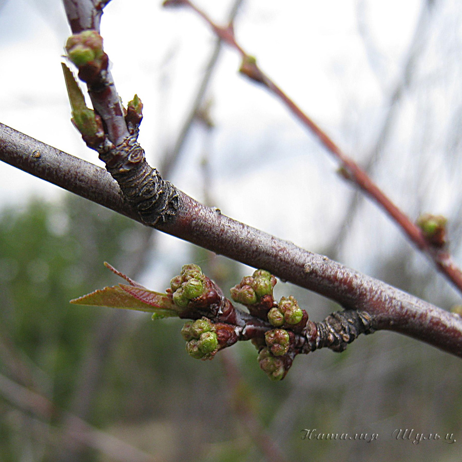 Изображение особи Amygdalus nana.