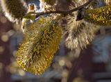 Salix caprea