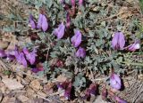 Astragalus arcanus