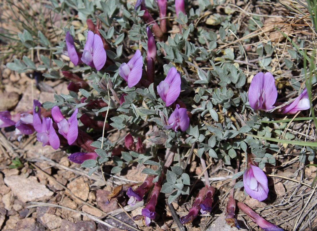 Изображение особи Astragalus arcanus.