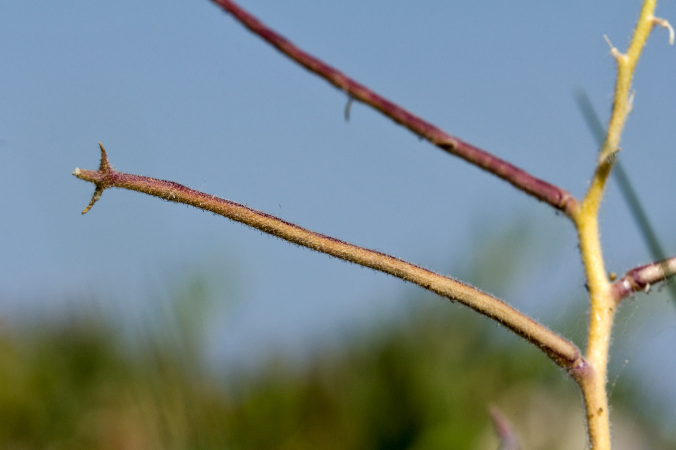 Image of Matthiola tricuspidata specimen.