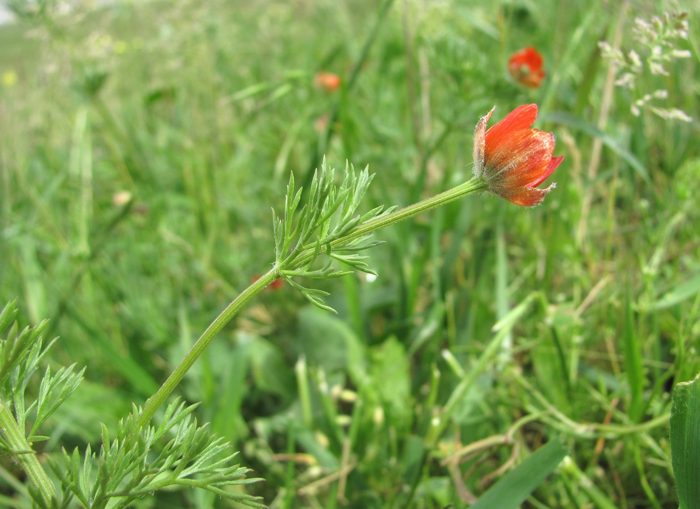 Image of Adonis aestivalis specimen.