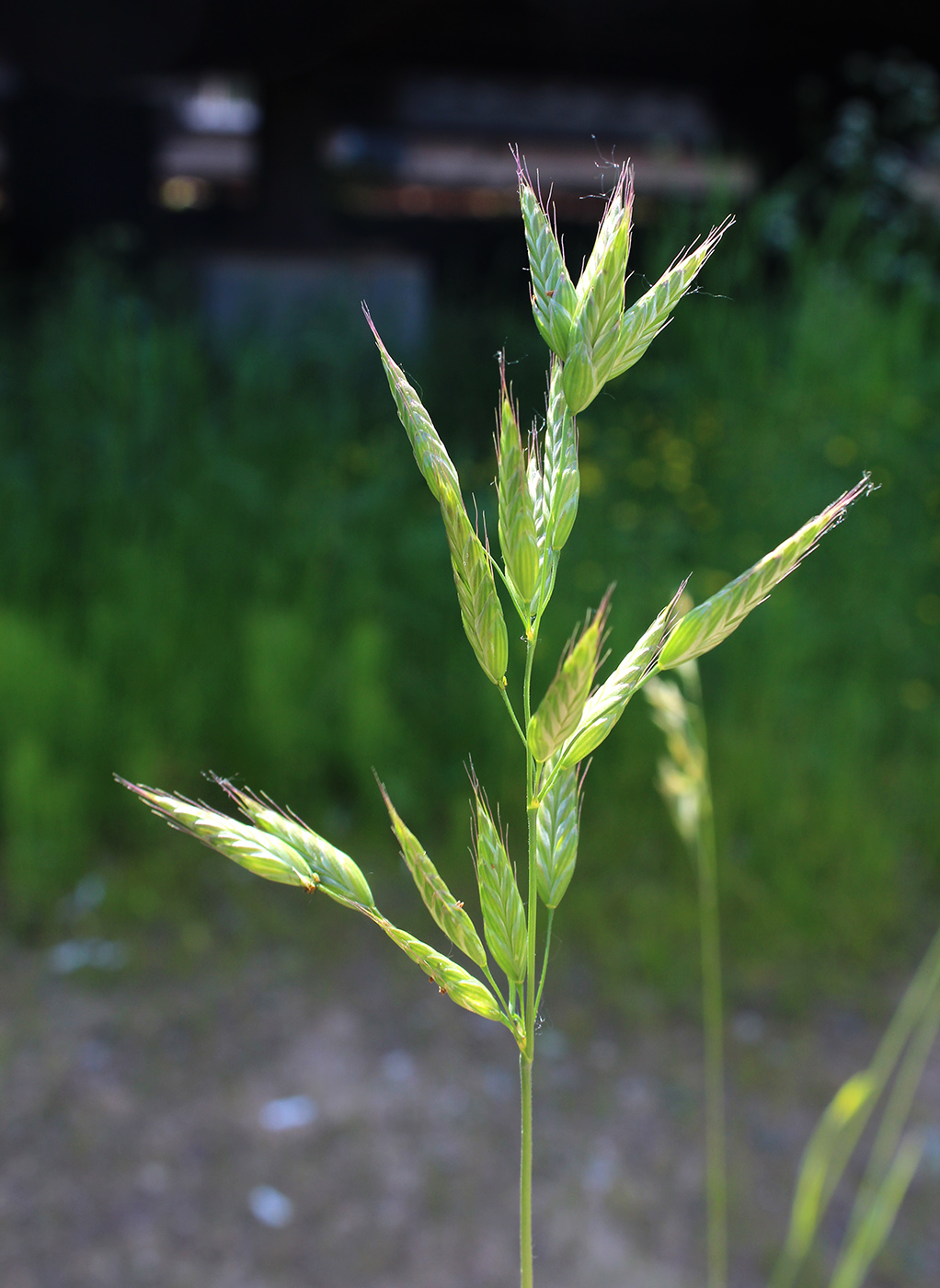 Изображение особи Bromus hordeaceus.