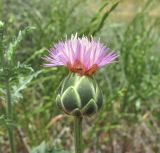 Amberboa glauca. Распускающееся соцветие с фуражирующими муравьями. Дагестан, Кумторкалинский р-н, склон горы. 06.05.2018.