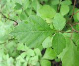 Rhus aromatica