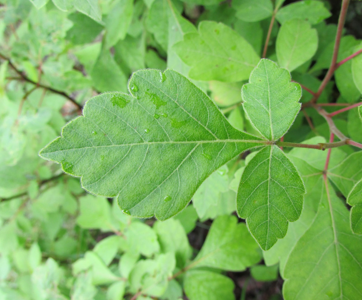 Изображение особи Rhus aromatica.