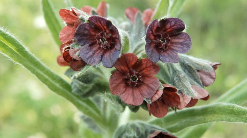 Image of Cynoglossum officinale specimen.