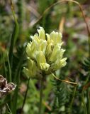 Oxytropis kubanensis. Соцветие. Карачаево-Черкесия, Тебердинский заповедник, хр. Малая Хатипара, субальпийский луг. 22.07.2018.