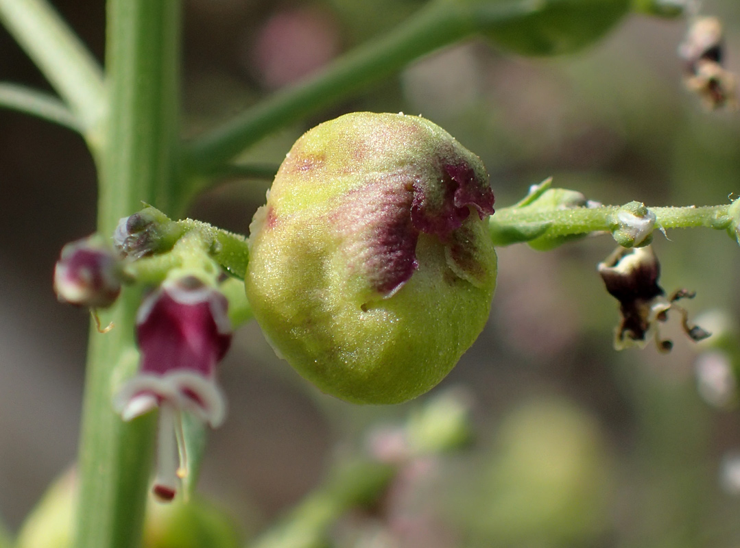 Изображение особи Scrophularia bicolor.