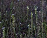 genus Euphrasia. Верхушки цветущих растений. Кировская обл. Верхнекамский р-н, окр. пос. Тупрунка, разнотравный луг вдоль старой вырубки. 25.08.2018.