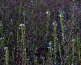 genus Euphrasia