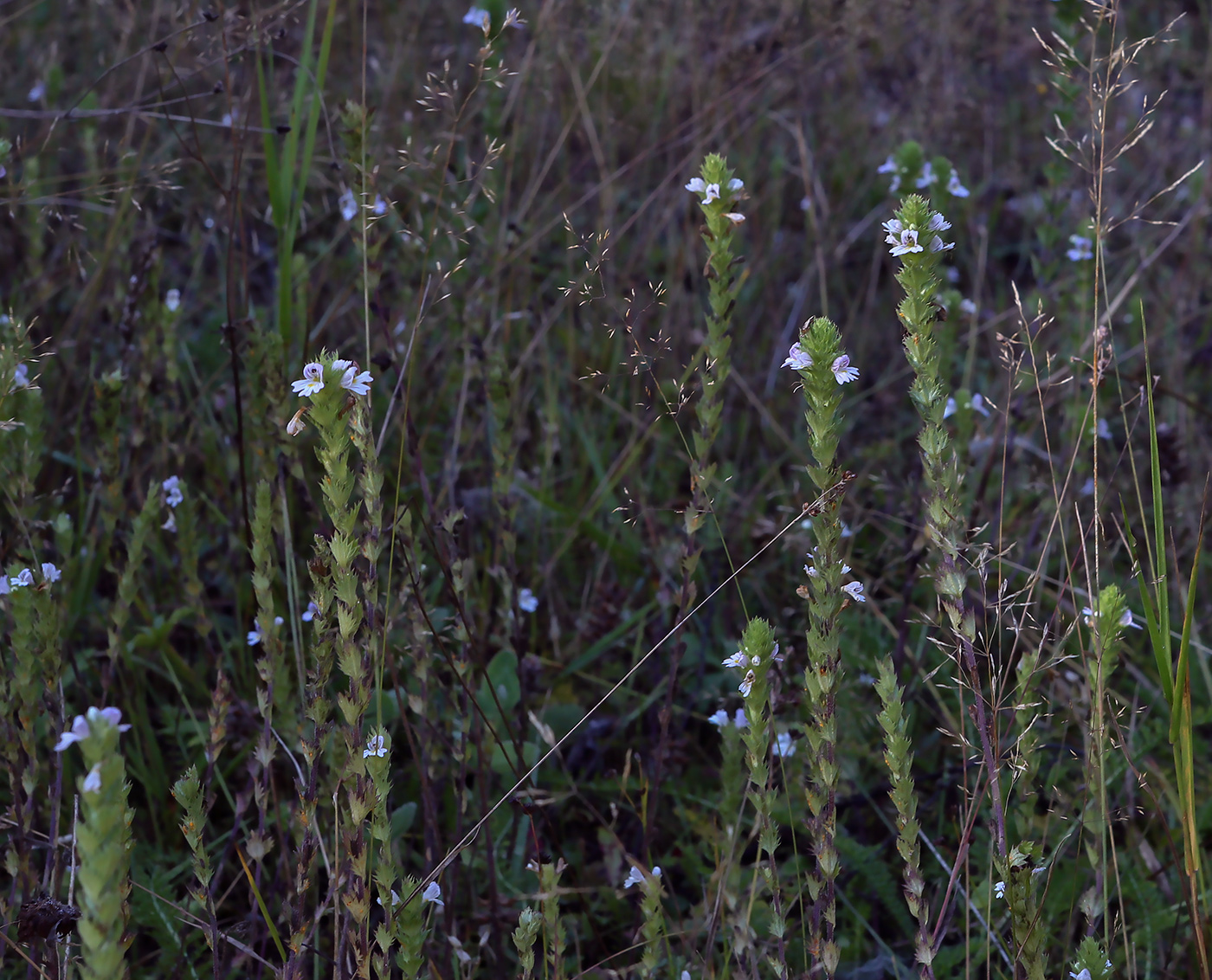 Изображение особи род Euphrasia.