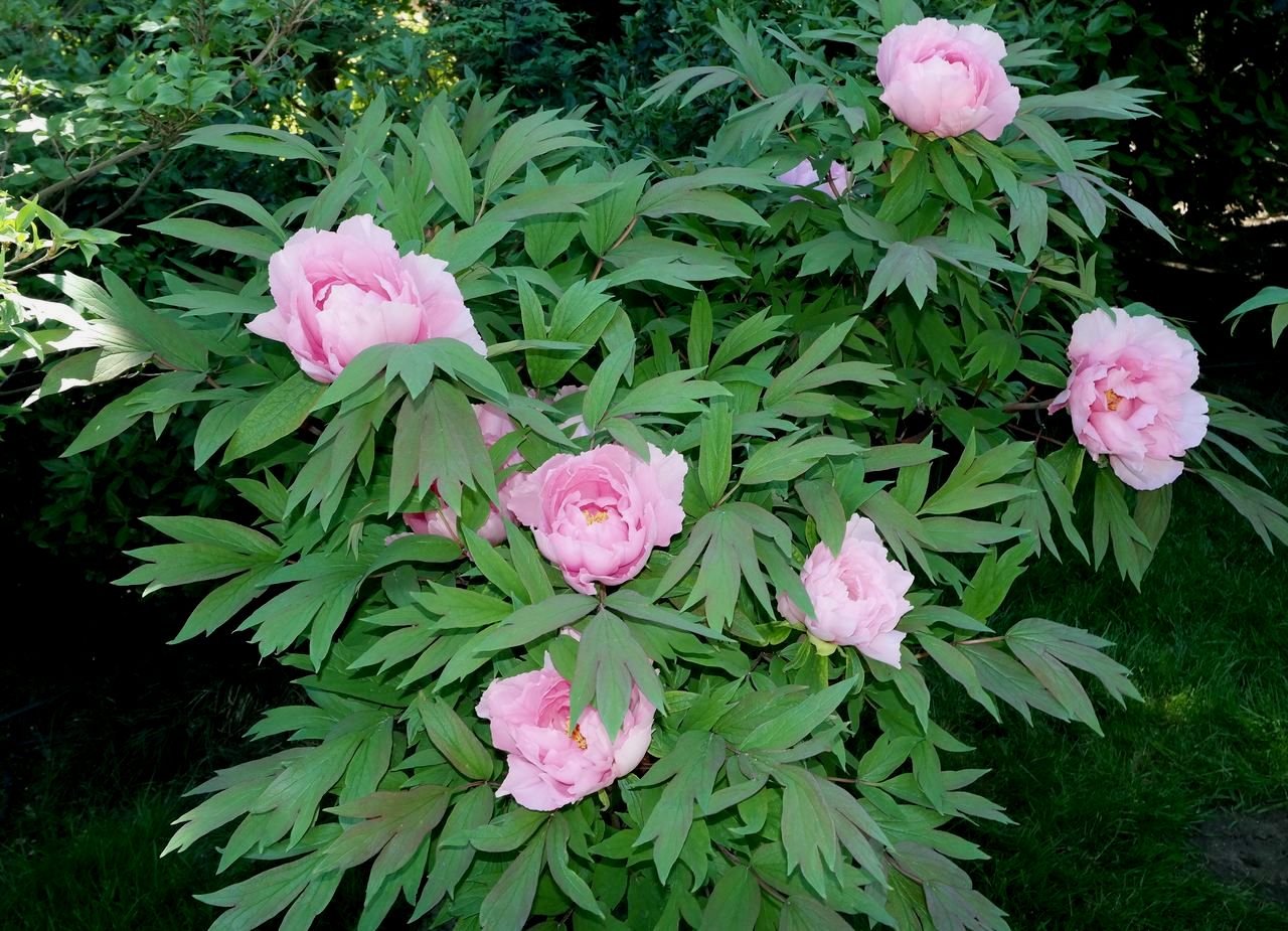 Изображение особи Paeonia suffruticosa.