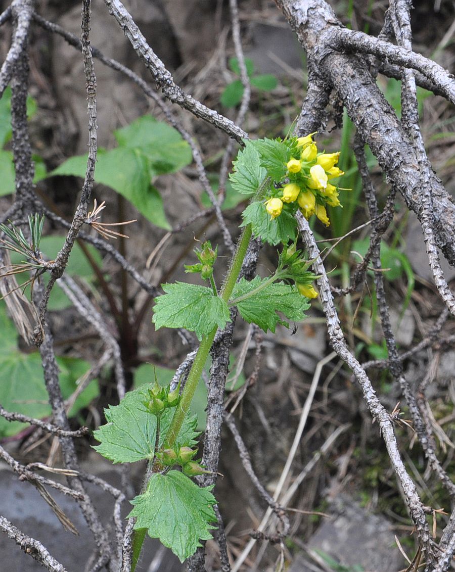 Изображение особи Scrophularia chrysantha.