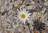 Leucanthemum vulgare