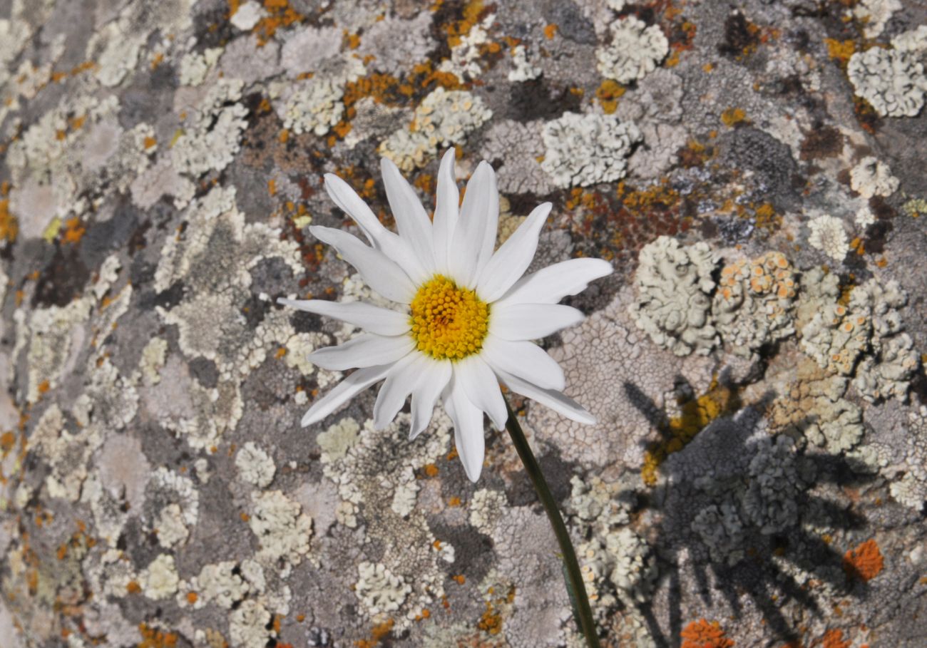 Image of Leucanthemum vulgare specimen.