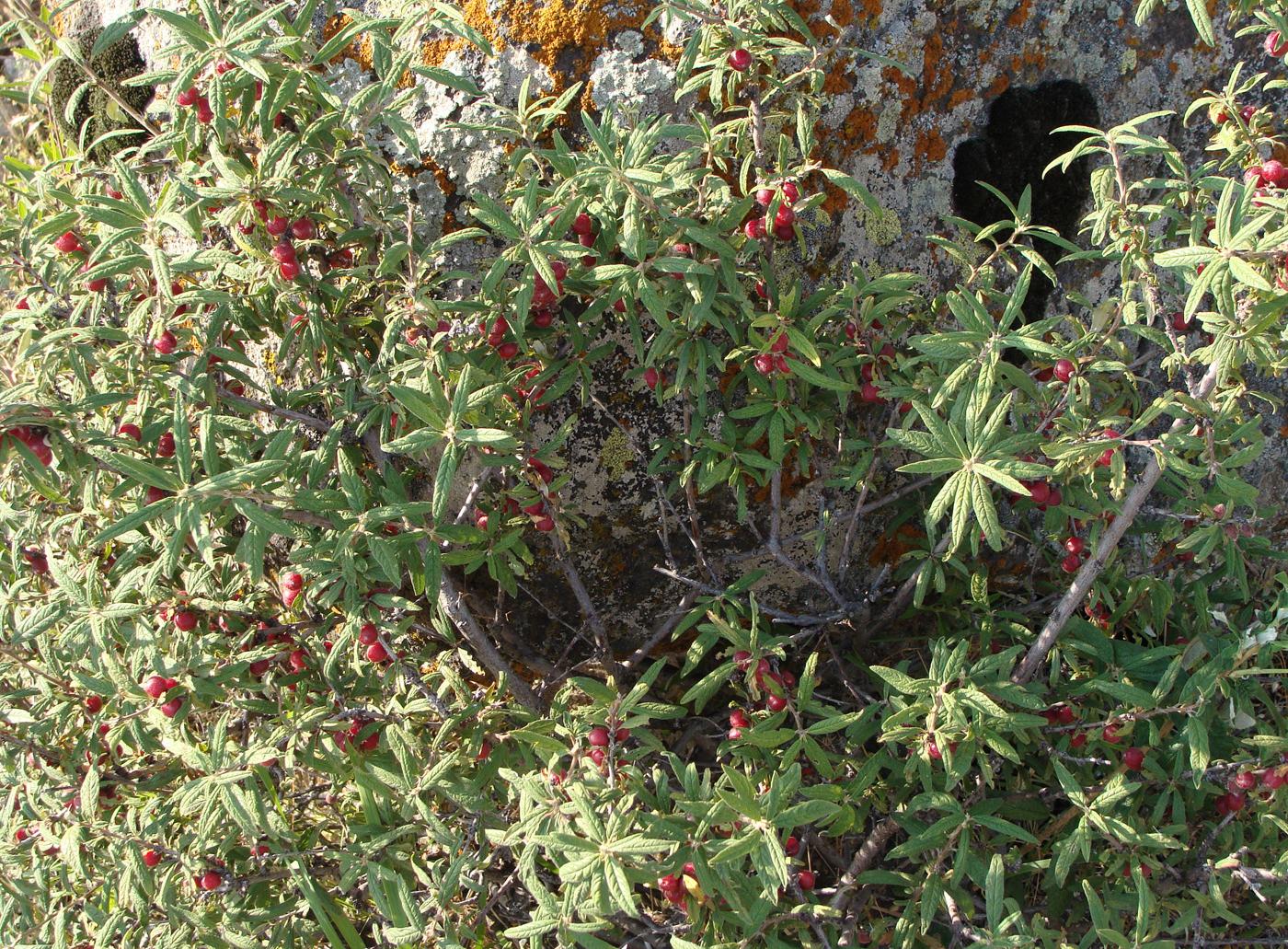 Image of Cerasus incana specimen.