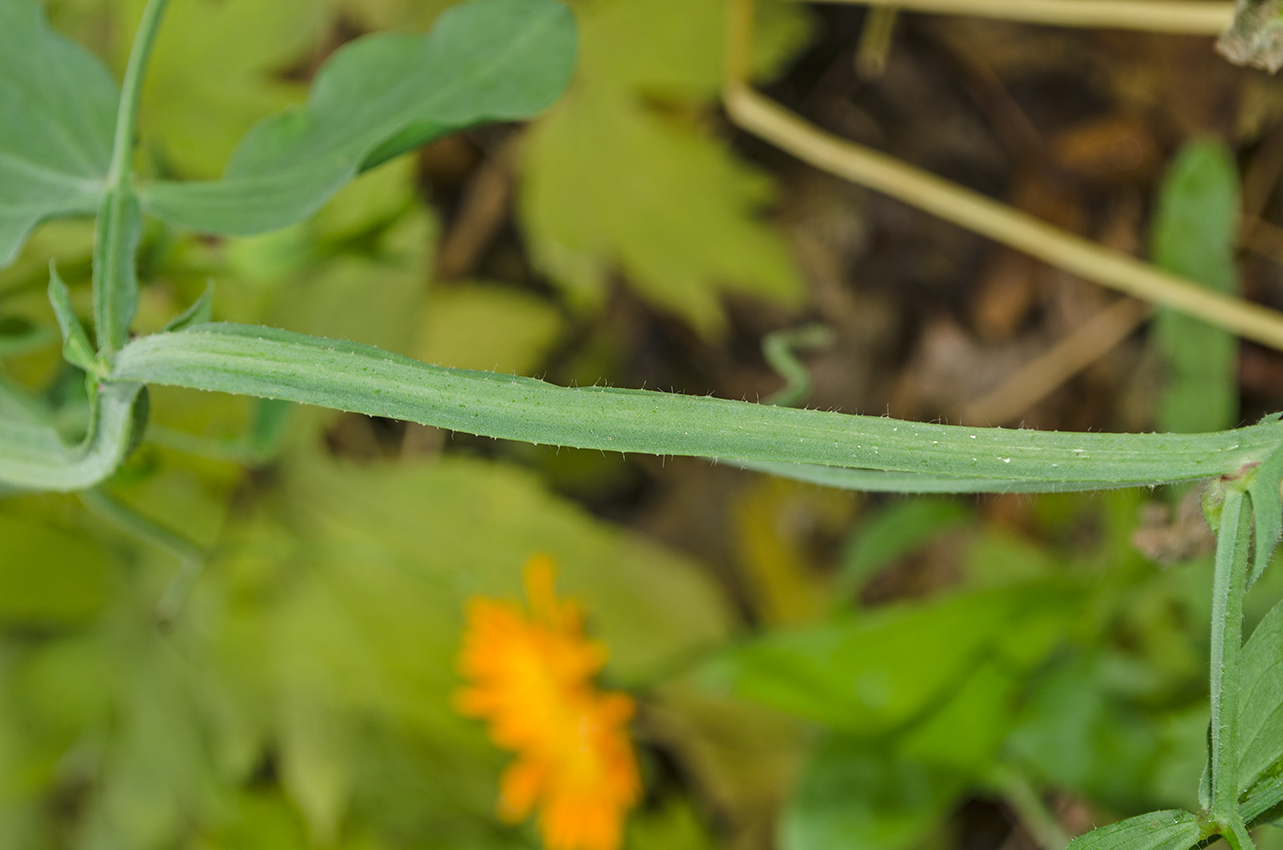 Image of Lathyrus odoratus specimen.