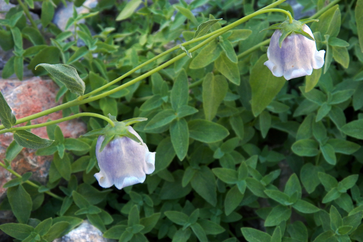 Изображение особи Codonopsis bactriana.