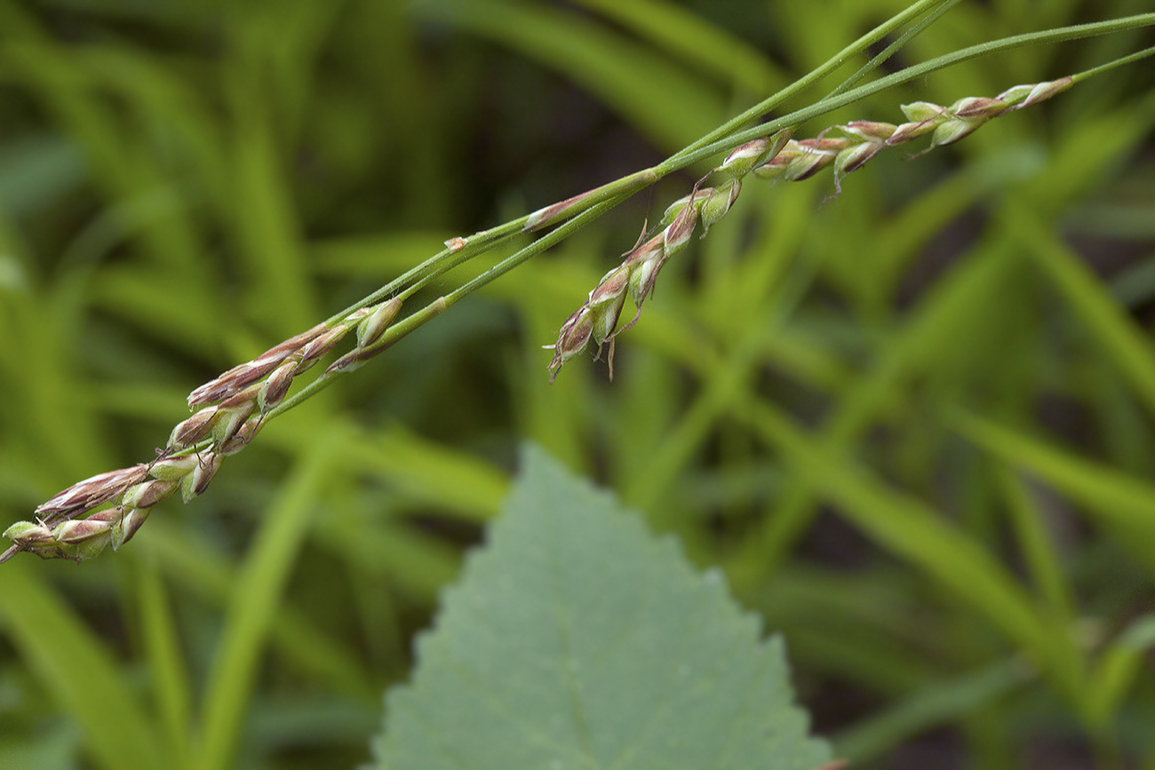 Image of Carex digitata specimen.