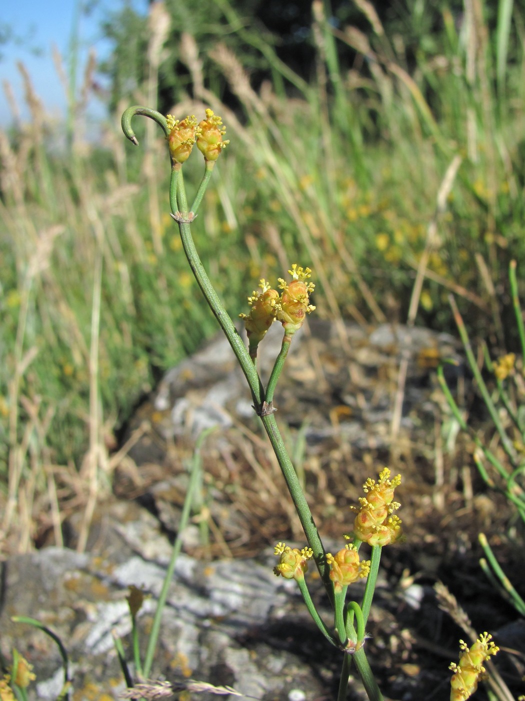 Image of Ephedra distachya specimen.