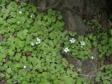 Saxifraga sibirica