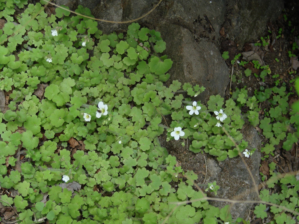 Image of Saxifraga sibirica specimen.