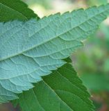 Spiraea japonica