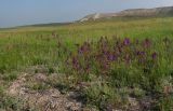 Verbascum phoeniceum. Популяция кровяка фиолетового. Волгоградская обл., Калачевский р-н, долина р. Большая Голубая. 21 мая 2006 г.