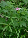 Lilium pilosiusculum