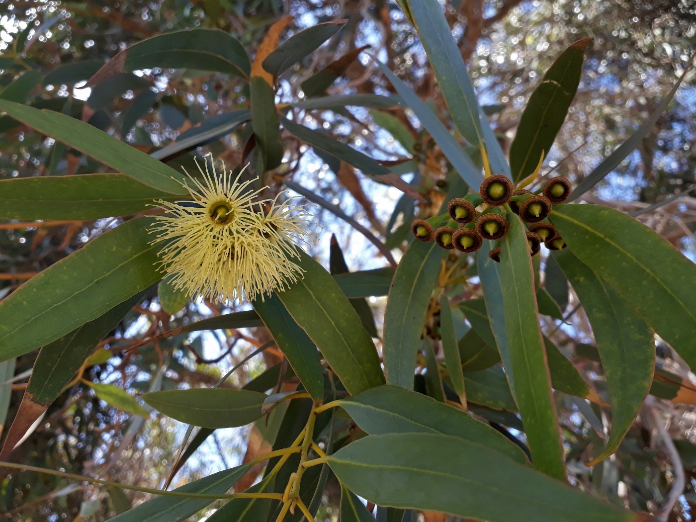 Изображение особи род Eucalyptus.