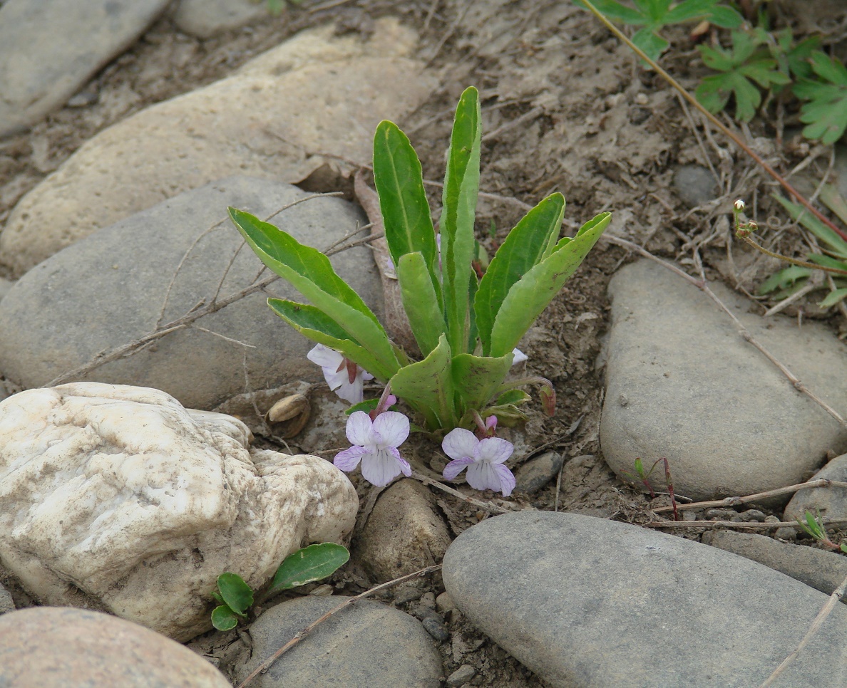 Изображение особи Viola gmeliniana.