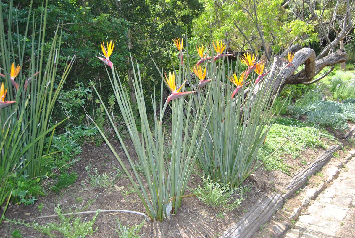 Image of Strelitzia juncea specimen.